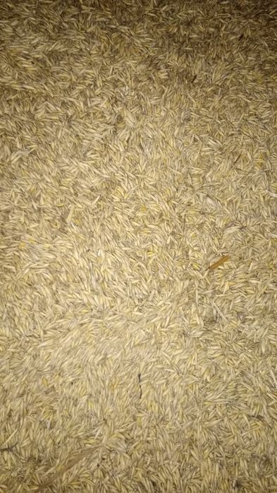 Owies bingo zbiór 2025 workowany