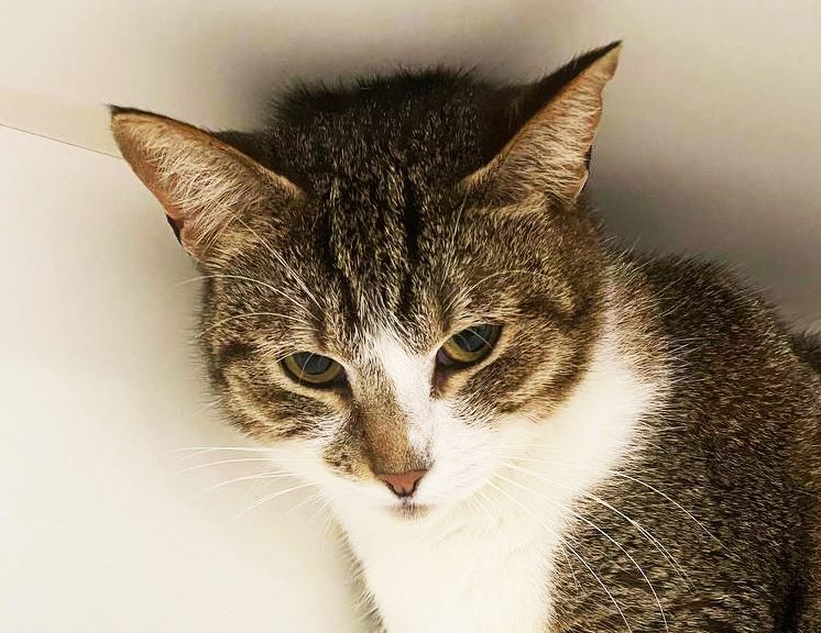 Кішечка Настя шукає родину! 1 рік. Стерилізована.Кішка.Кіт.коти