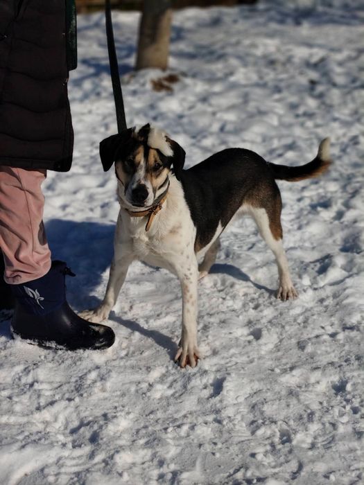 Pies z tupetem szuka domu