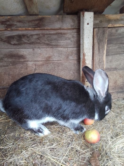 Продажа кроликів