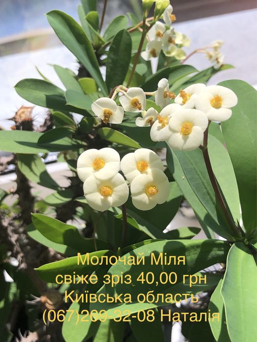 Молочай. Еуфорбія. Молочай Мілі. Эуфорбия різні види.