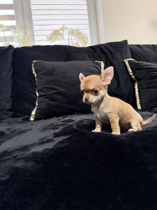 chihuahua krótkowłosa suczka