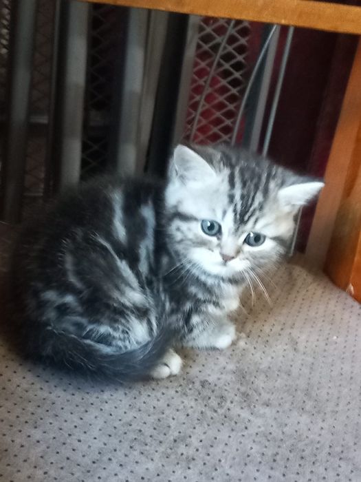 Прямовухі шотландські кошеннята