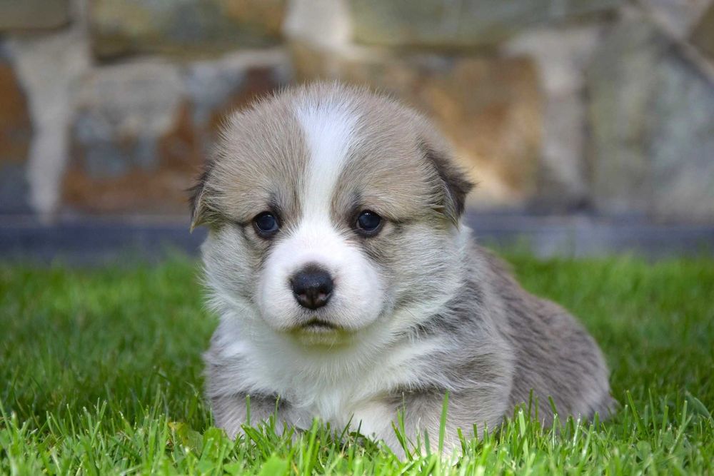 Welsh Corgi Pembroke - piesek - ZKwP/FCI