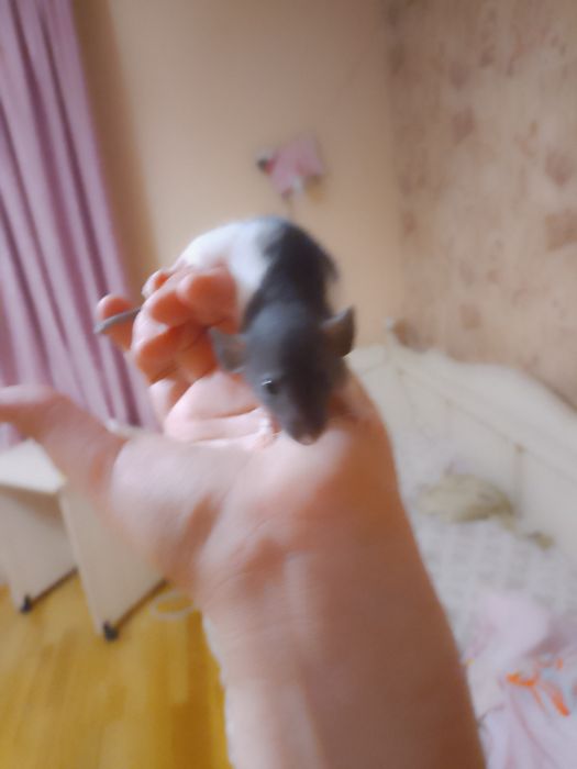 продам крис дамбо