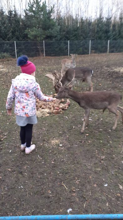 Cielak z 2022r ARiMR oswojony z transportem