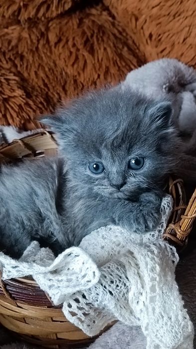 Кошенята шотландські