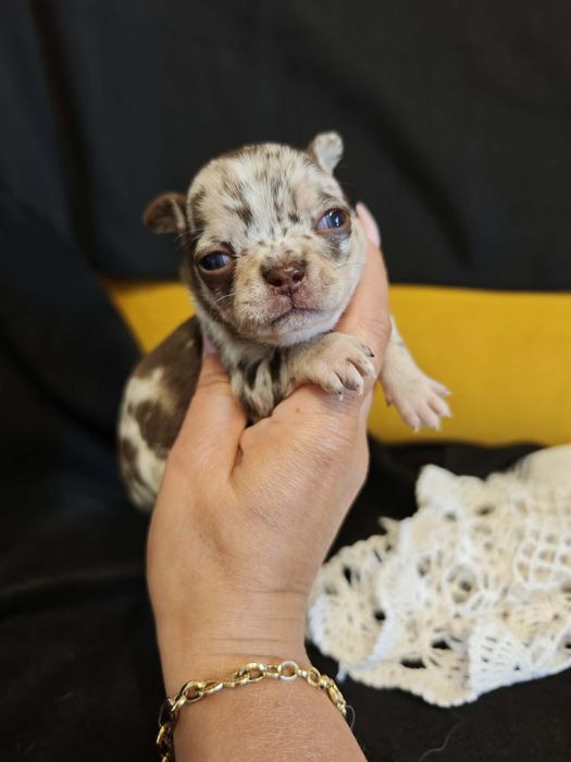 Chihuahua choco merle samiec