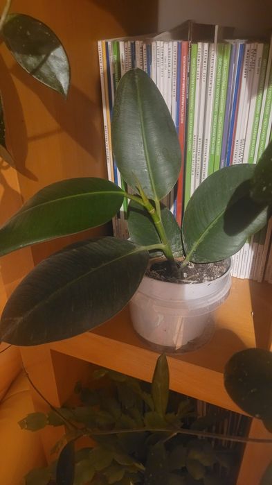 Duże kwiaty doniczkowe