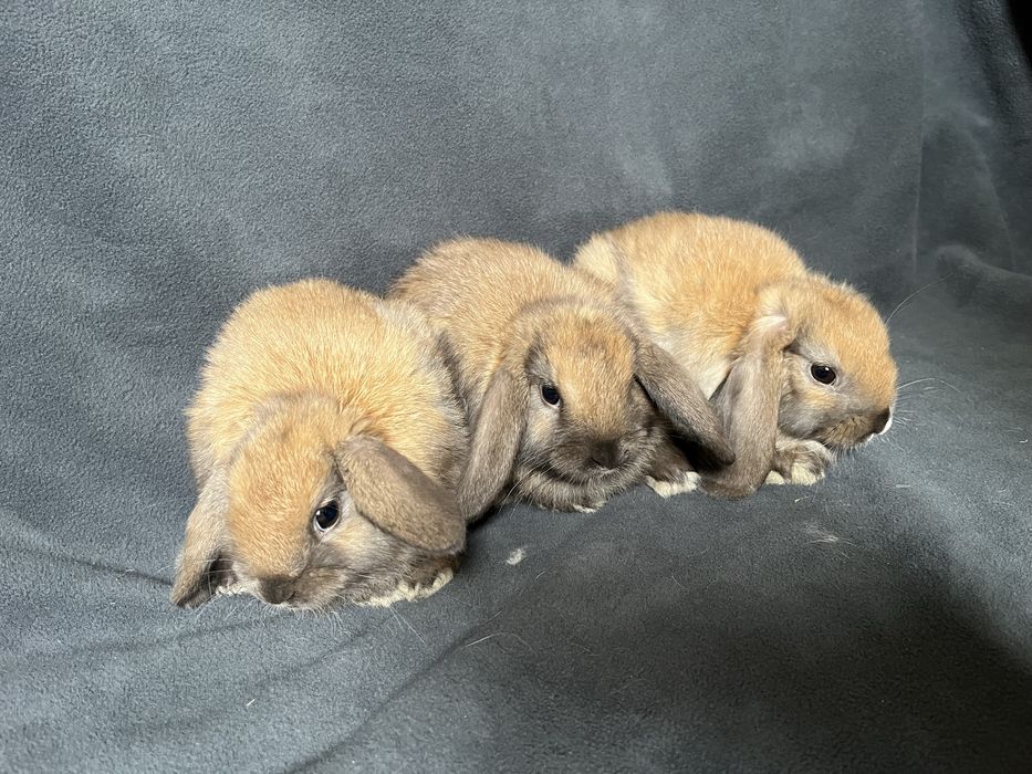 Króliki baranki miniaturowe mini lop