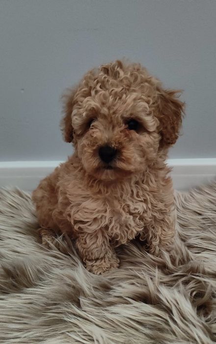 Maltipoo chłopiec F1 xxs