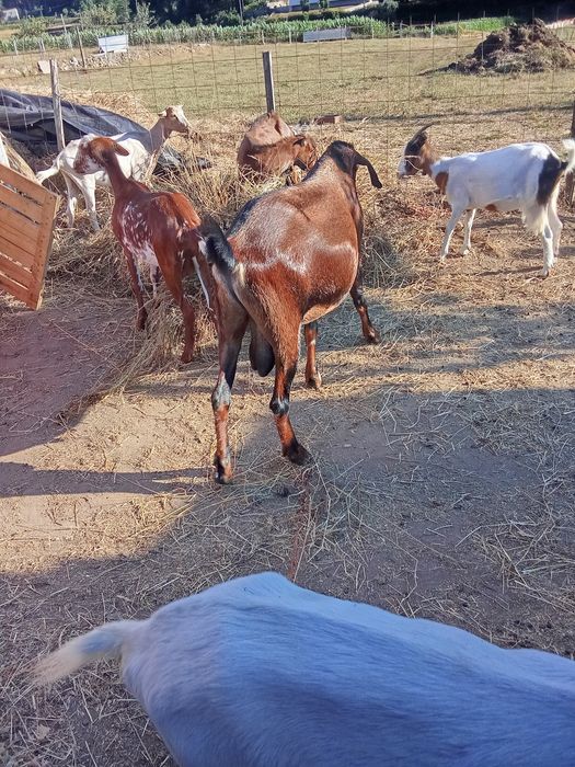 Cabras disponíveis para venda