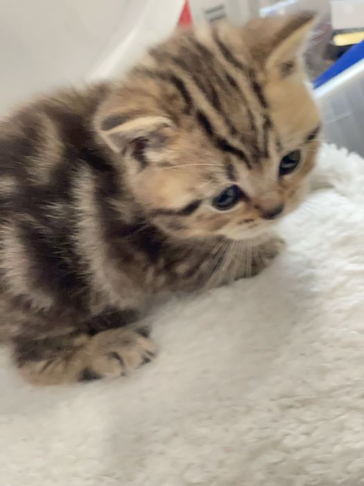 Продам!Котят британской шиншилы