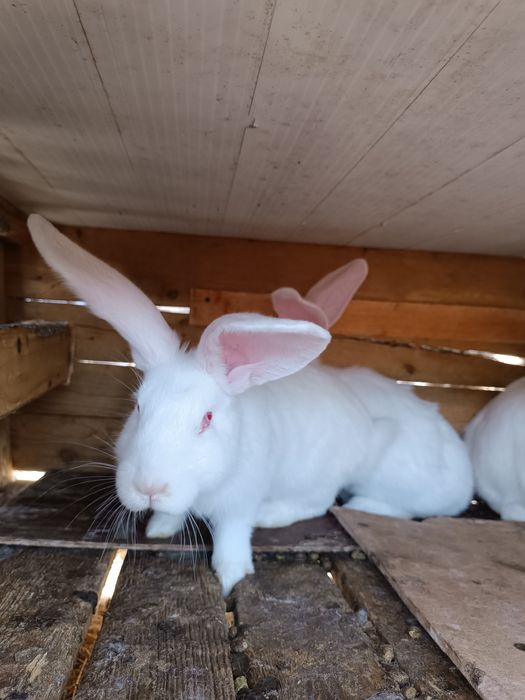 Продам кролів велетнів