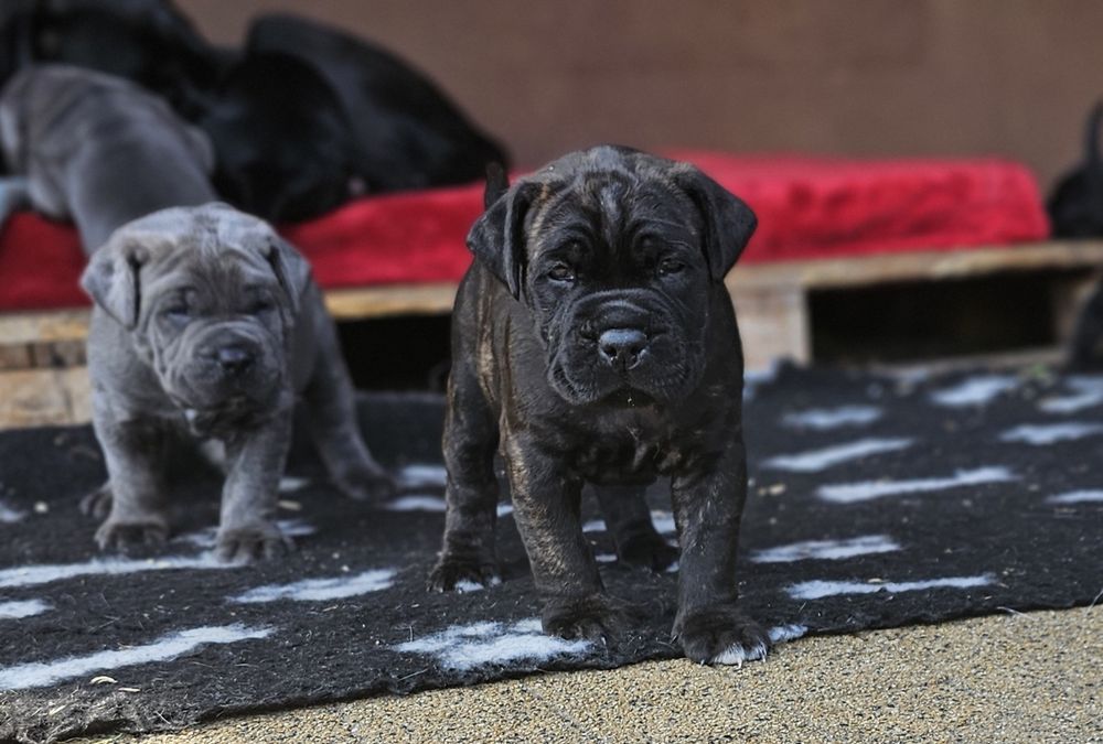 Szczeniaki Cane Corso Italiano
