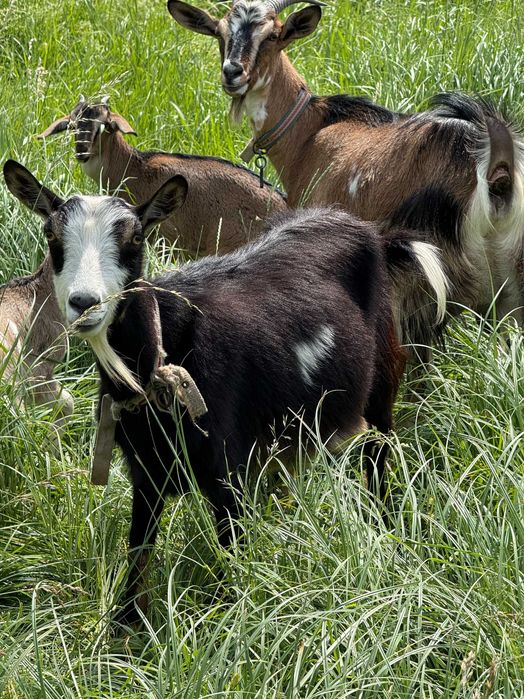 Продам кізоньку у гарні руки