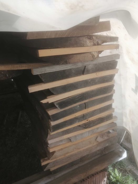 Jesion brusy, na, sztuki