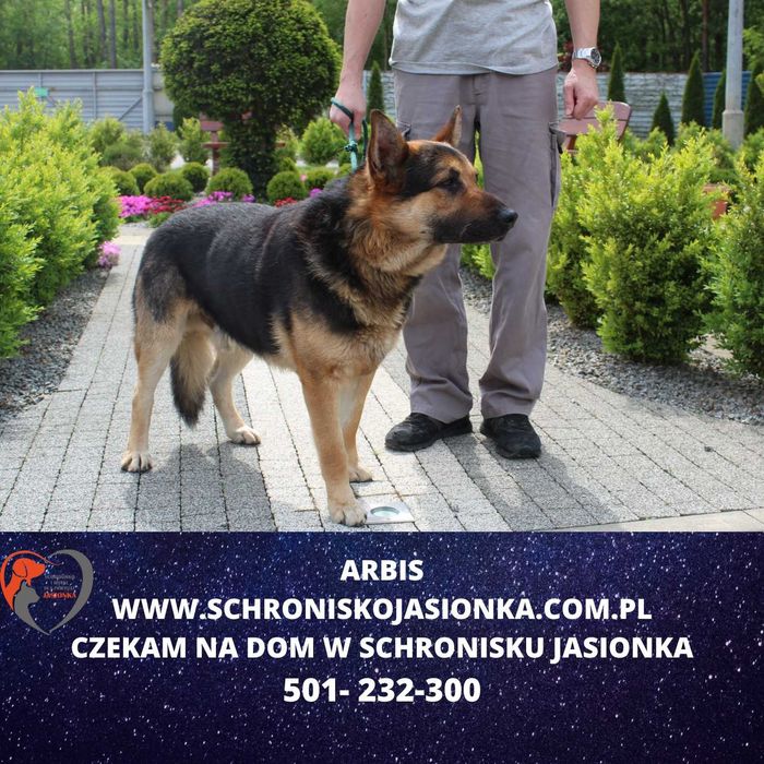 owczarek niemiecki -Arabis schronisko Jasionka -aktualne