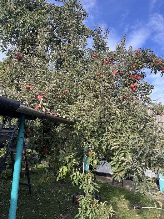 Продам будинок у смт Пантаївка, 19 соток