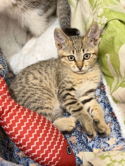 Кошеня дівчинка безкоштовно