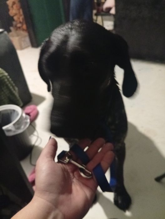 Курцхаар мисливець