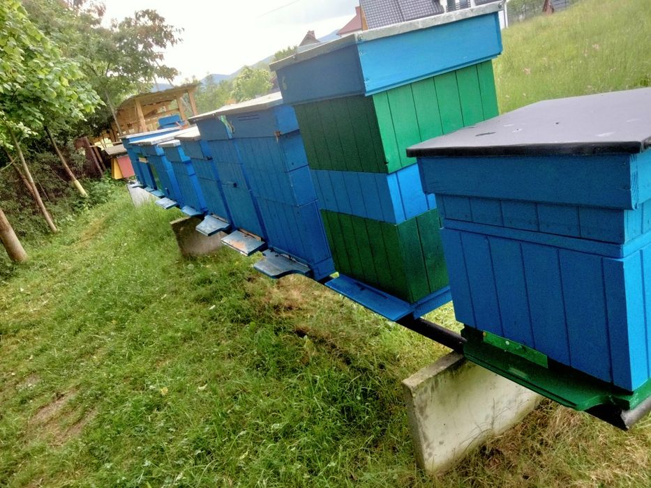 Rodziny pszczele