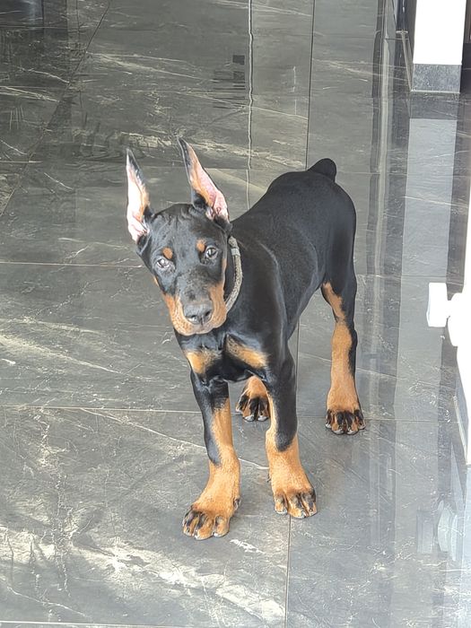 Doberman FCI  samiec