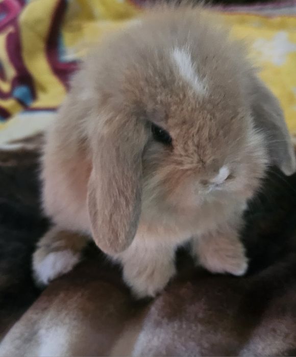Coelhos anões Raças puras vacinados
