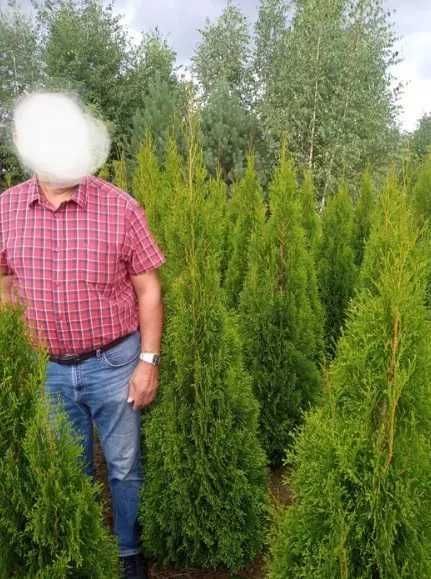 Thuja Tuja Szmaragd 140cm gotowy żywopłot TRANSPORT SADZIMY