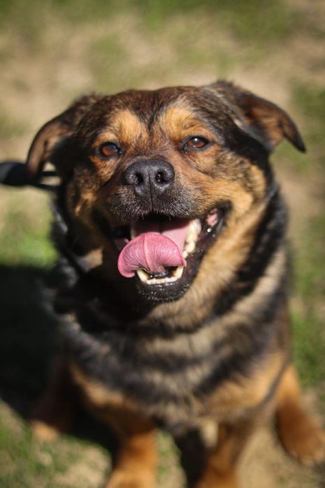 Nieduży Fado czeka na dom / do adopcji