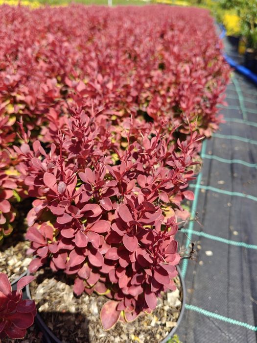 Berberys Thunberga 'Ruby Star' w doniczce
