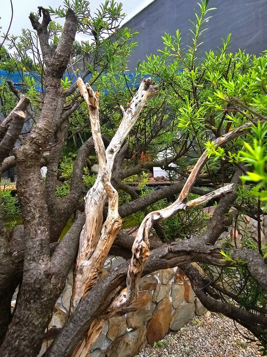 Bonsai alcrim do norte (diosma)