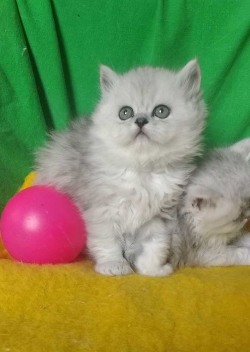 Котята серебристые белые серые пепельные