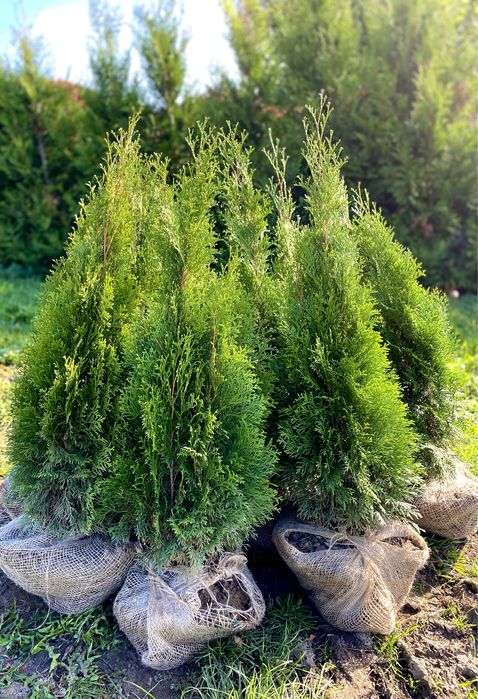 Tuja Szmaragd 90-100 PROSUCENT ‼️ Dostawa