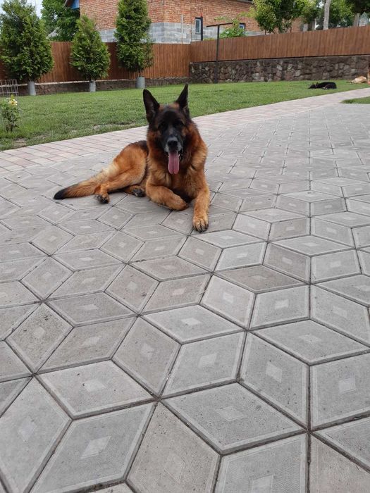 Породиста німецька вівчарка.