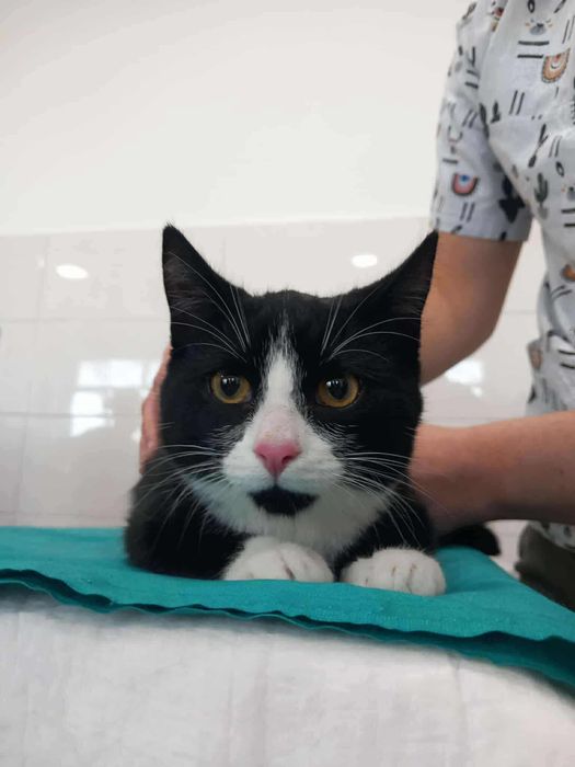 Rogatek poleca się do adopcji!