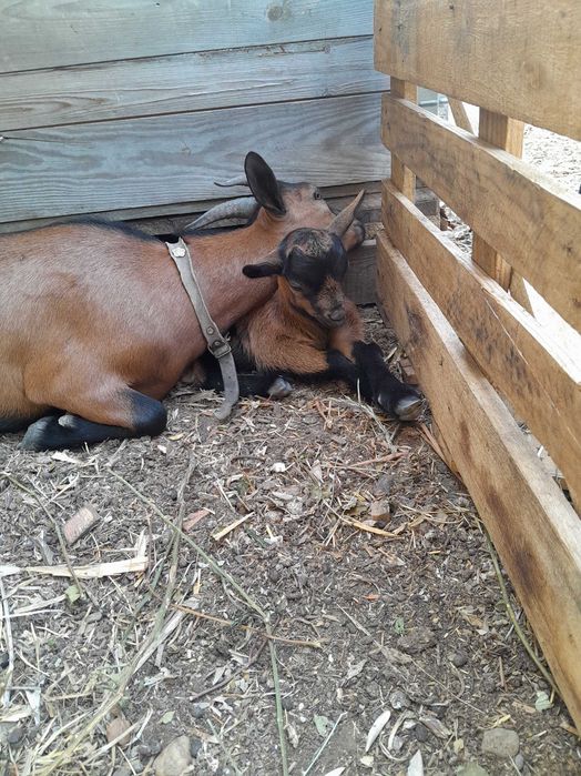 Cabrito Anão muito meiguinho