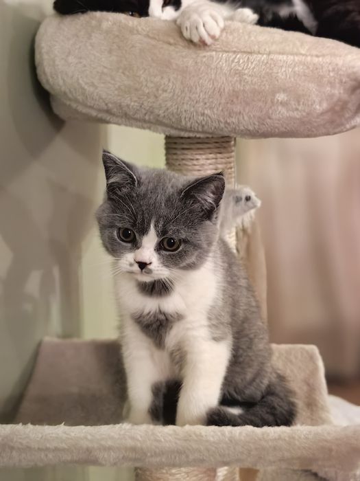 Kocurek brytyjski krótkowłosy. ALOES