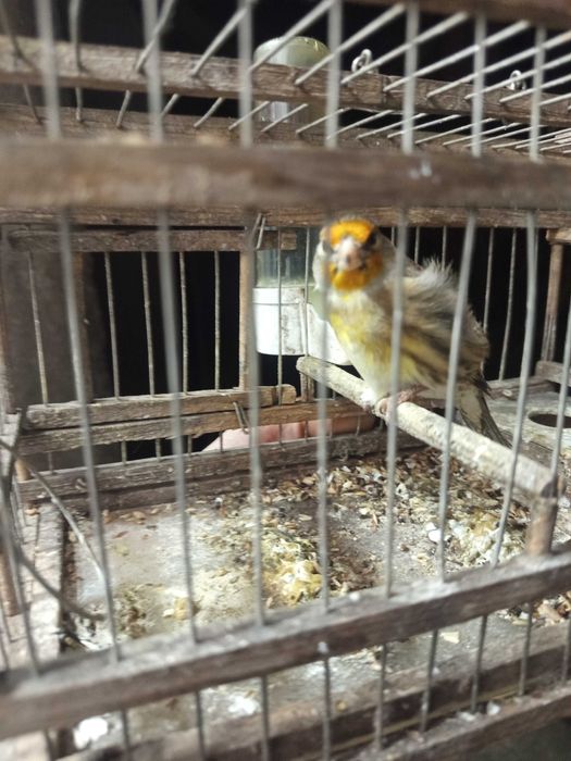 Pássaros para venda