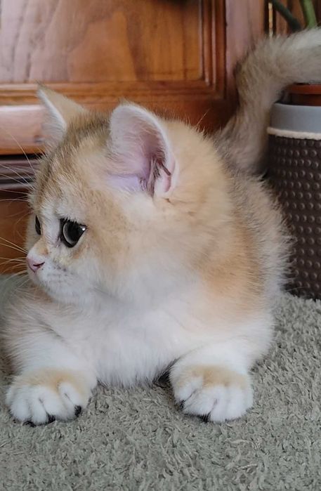 Lindo gatinho British Shorthair Golden