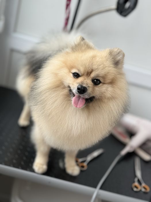 Професійний грумінг померанських шпіців – монопородний догляд
