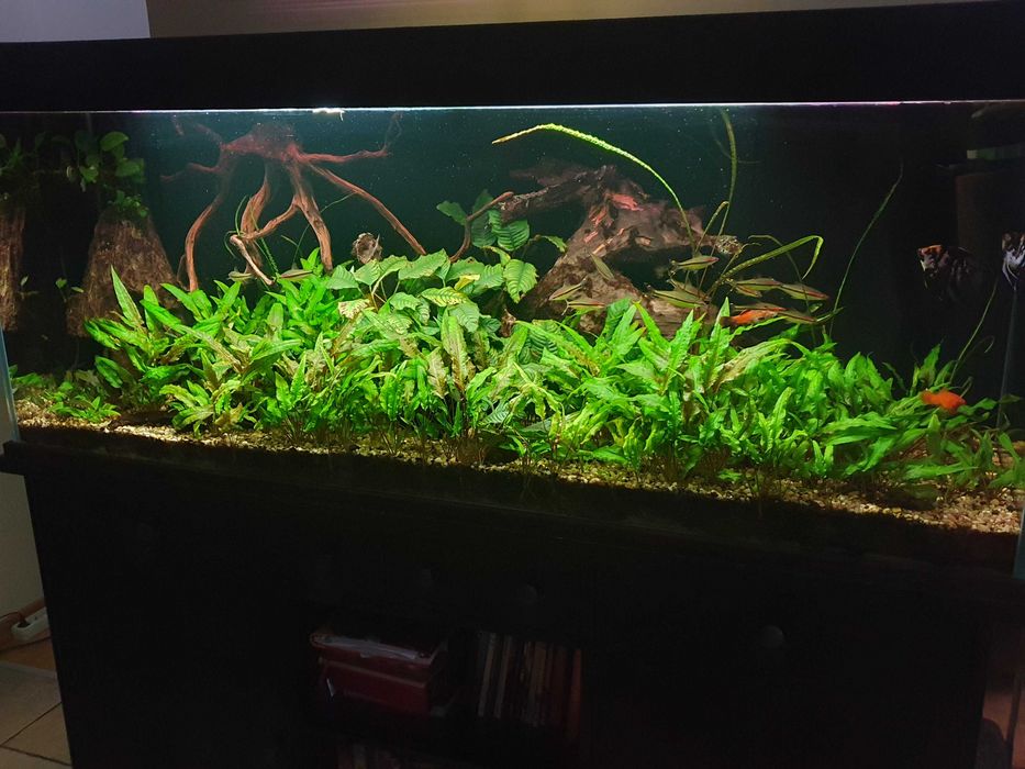 akwarium z pokrywą, komodą i pełnym wyposażeniem, bardzo dobry stan