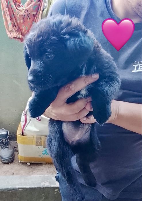 Cães bebés para adoção responsável