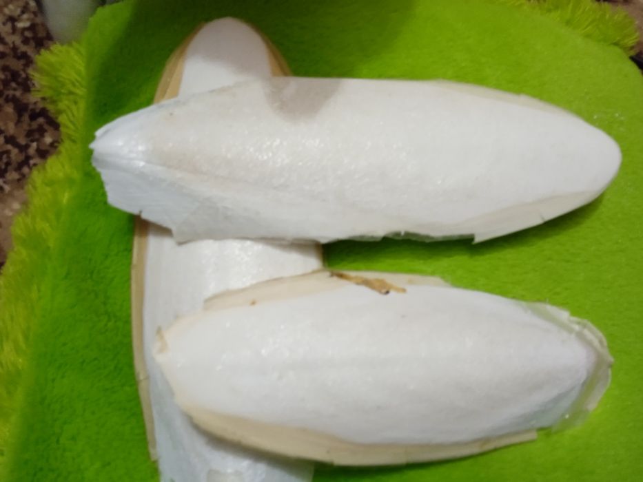 Сепія океанічна ракушка