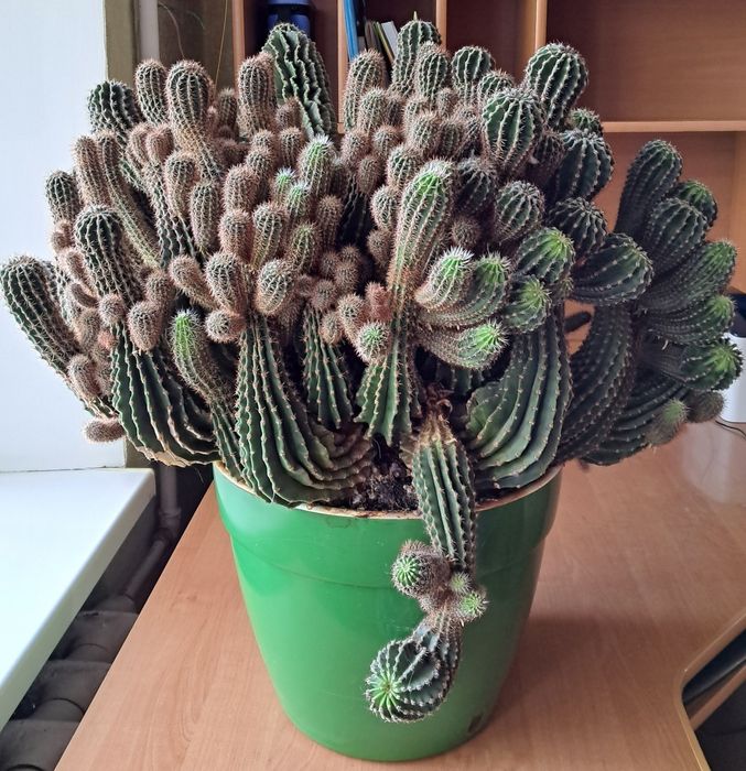 Колекція кактусів Ехінопсис (Echinopsis)