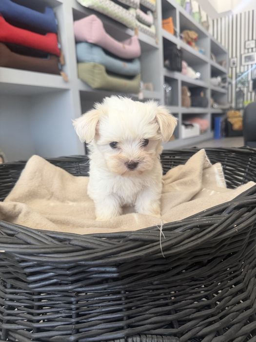 Bichon Maltes  menino top