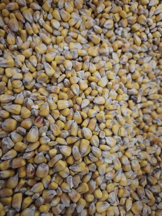 Kukurydza sucha suszona