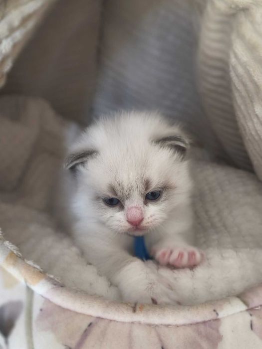 Kocurek rasy Ragdoll.