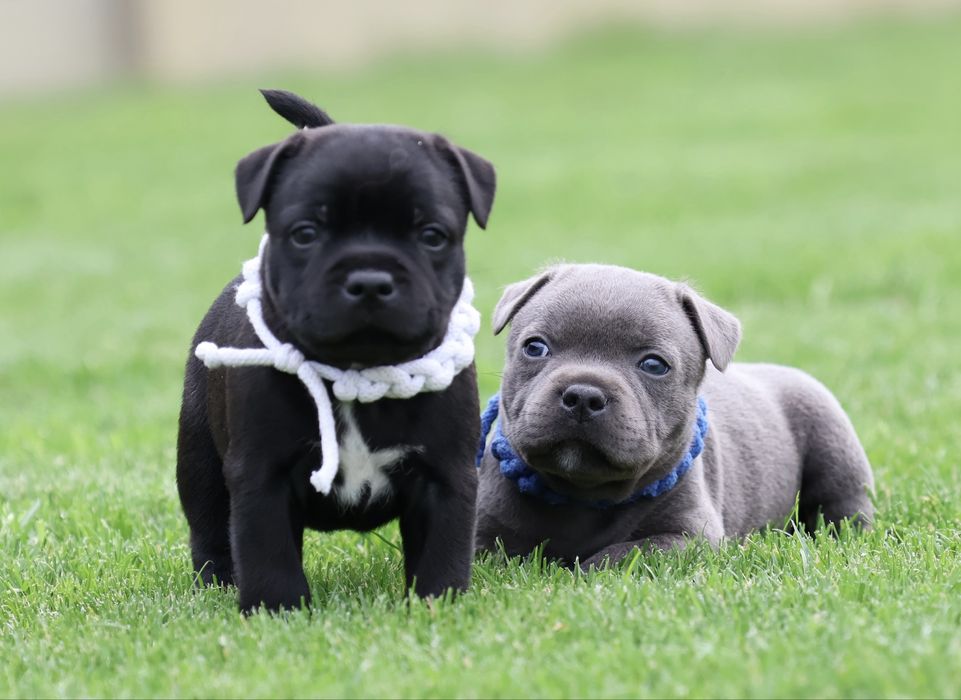 Staffordshire Bull Terrier, Staffik, stafford