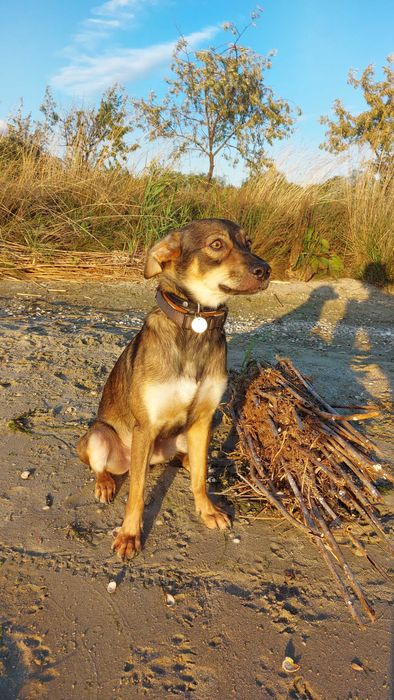 Отдам молодого песика в хорошие руки есть прививки!  Дарю собаку